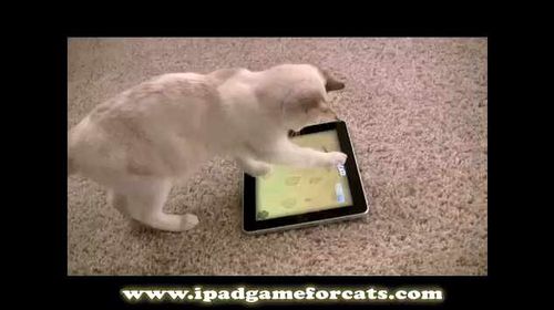 Ipad-game-cat